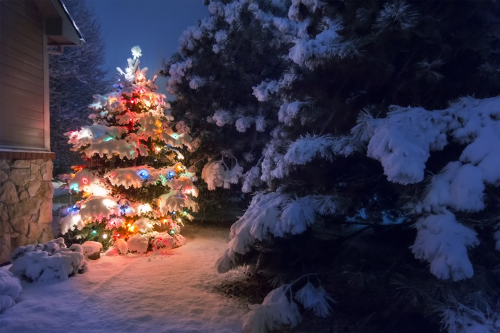 Nachhaltige Weihnachtsbäume